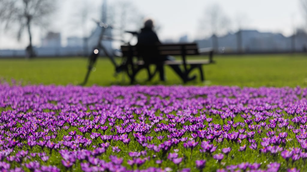Ungewöhnlich milde Temperaturen lassen die Blumen sprießen und die Hoffnung auf einen verfrühten Frühling aufblühen.