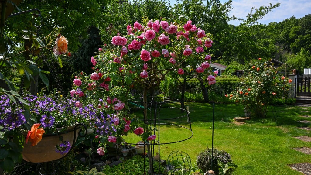 Viele Kleingärten in Berlin sind die reinsten grünen Paradiese. (Archivbild)