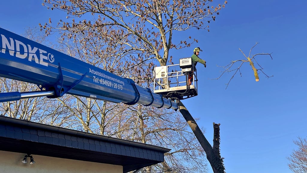 Mit Motorsäge und Hubsteiger werden die markierten Bäume am Innenstadtring in Bitterfeld Stück für Stück abgetragen.