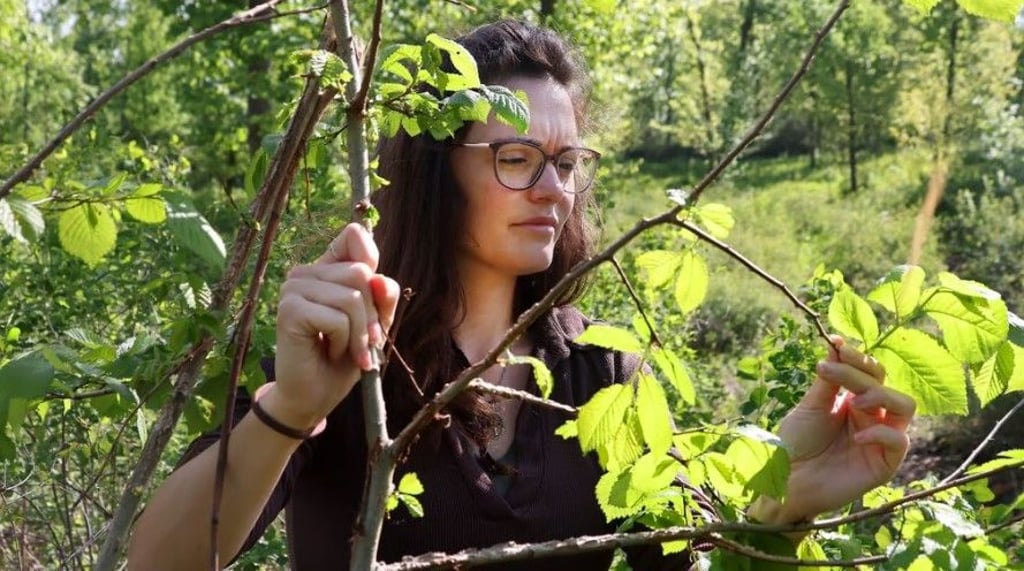 Prüfender Blick auf eine nachgewachsene Ulme: Halles Stadtförsterin Sophie Richter im vergangenen Jahr in der Dölauer Heide