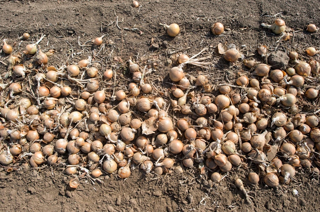 Deutschlands Gemüsebauern haben im vergangenen Jahr so viele Zwiebeln geerntet wie nie seit 1990. (Archivbild)