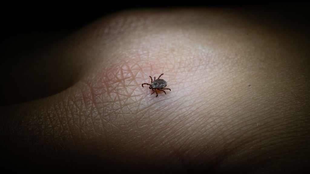 Die FSME-Viren werden hauptsächlich durch Zeckenstiche übertragen. (Archivbild)