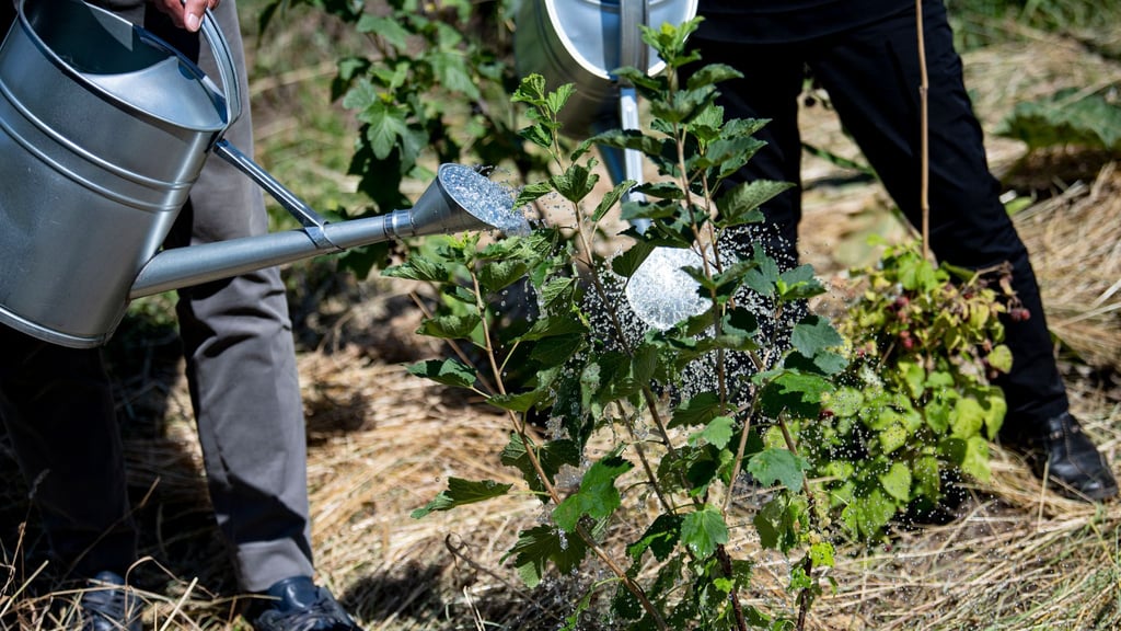 Berliner Kleingärtner pflegen ihre grünen Paradiese mit viel Mühe. (Symbolbild)