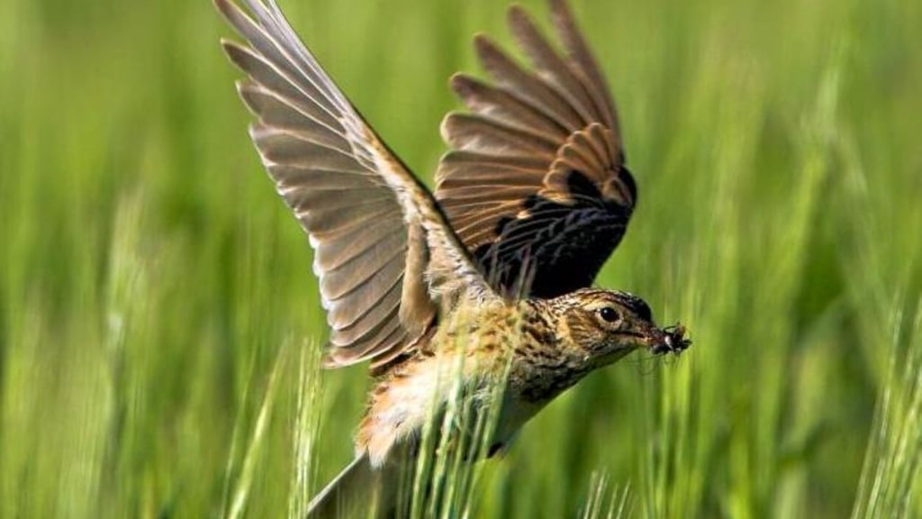 Die Feldlerche gehört zu den bedrohten Arten. Durch den Bau eines Solarparks unterhalb der Roseburg sorgen sich Bürger um den Lebensraum dieser Vogelart.