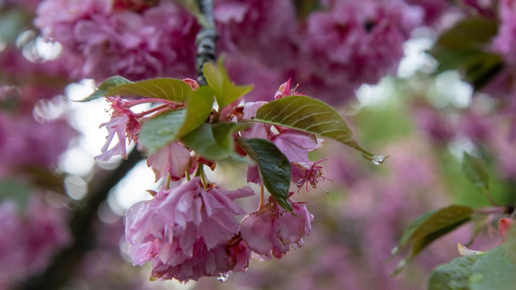 Die Kirschbäume bei Gernrode spielen in der Alten Elementarschule beim Bücherfrühling eine entscheidende Rolle. 