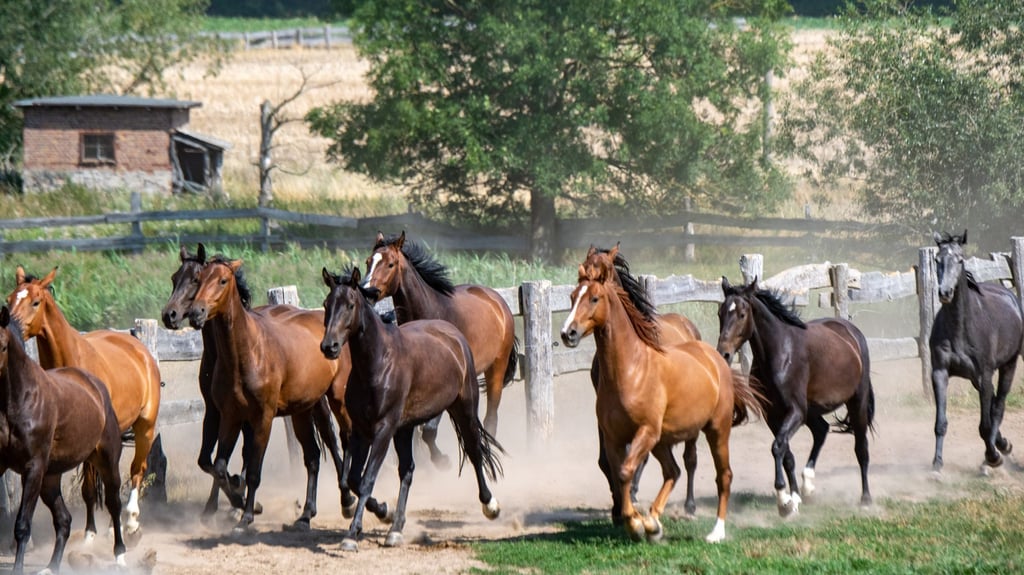 Die Tiere galoppierten auch durch das Stadtgebiet von Bautzen. (Symbolbild)