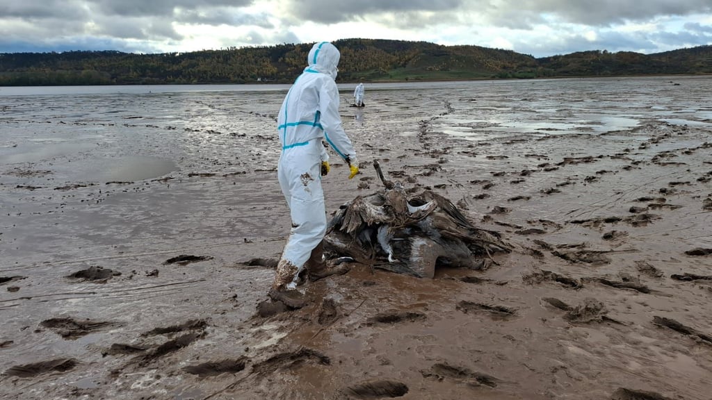 Hunderte an Vogelgrippe verstorbene Kraniche wurden im Herbst vergangenen Jahres am Stausee Kelbra eingesammelt.