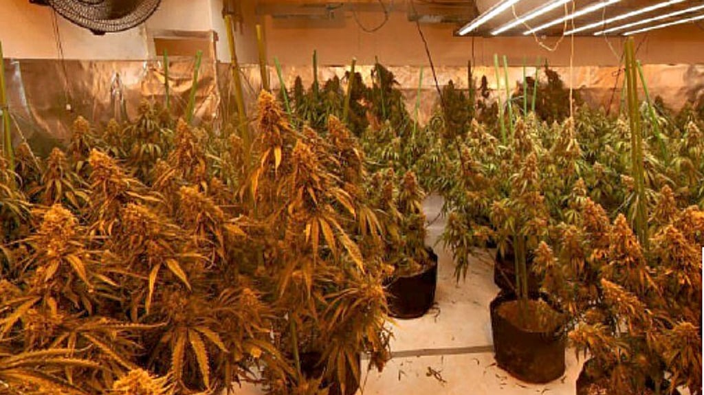 Mehrere hundert Cannabis-Pflanzen hat die Polizei in dem Keller des Wohnblocks in Lichterfelde entdeckt.