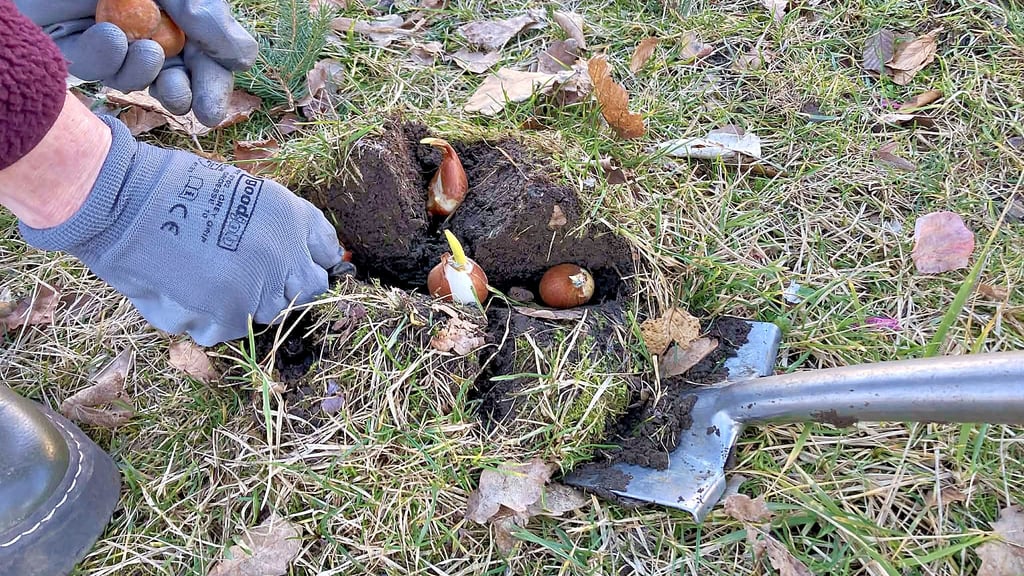 Auch wenn es fast ein bisschen spät ist: Der Hoymat-Verein bringt am Rathaus Blumenzwiebeln in die Erde. 