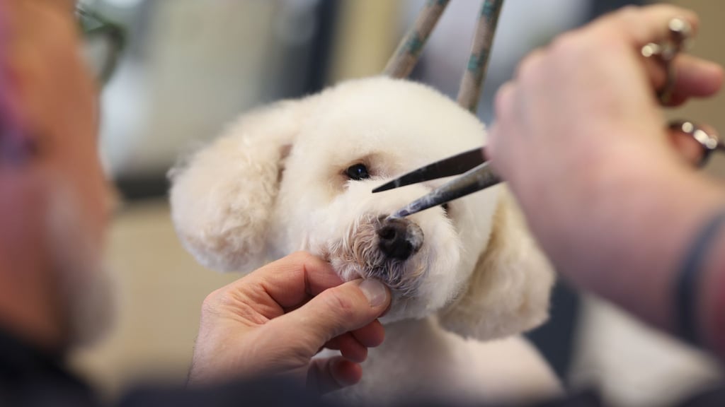 Styling für den Vierbeiner: Hundefriseur Michael Kleine schneidet dem kleinen Zwergpudel Jordy das Fell.