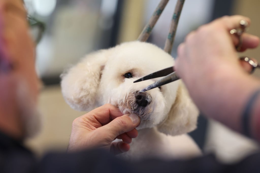 Styling für den Vierbeiner: Hundefriseur Michael Kleine schneidet dem kleinen Zwergpudel Jordy das Fell.