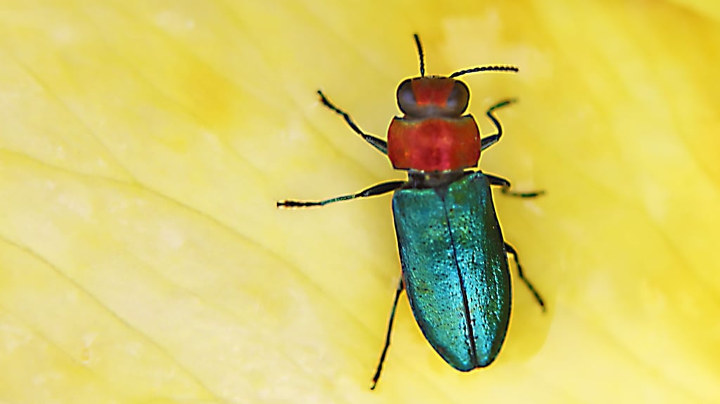 Dieser Mitbewohner in Halle glänzt besonders in Tornau, Seeben oder Nietleben.
