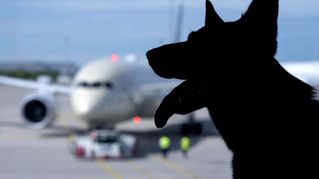 In Italien sind große Hunde an Bord von Flugzeugen nun erlaubt. (Symbolbild)