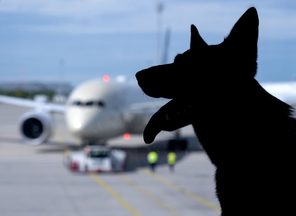 In Italien sind große Hunde an Bord von Flugzeugen nun erlaubt. (Symbolbild)