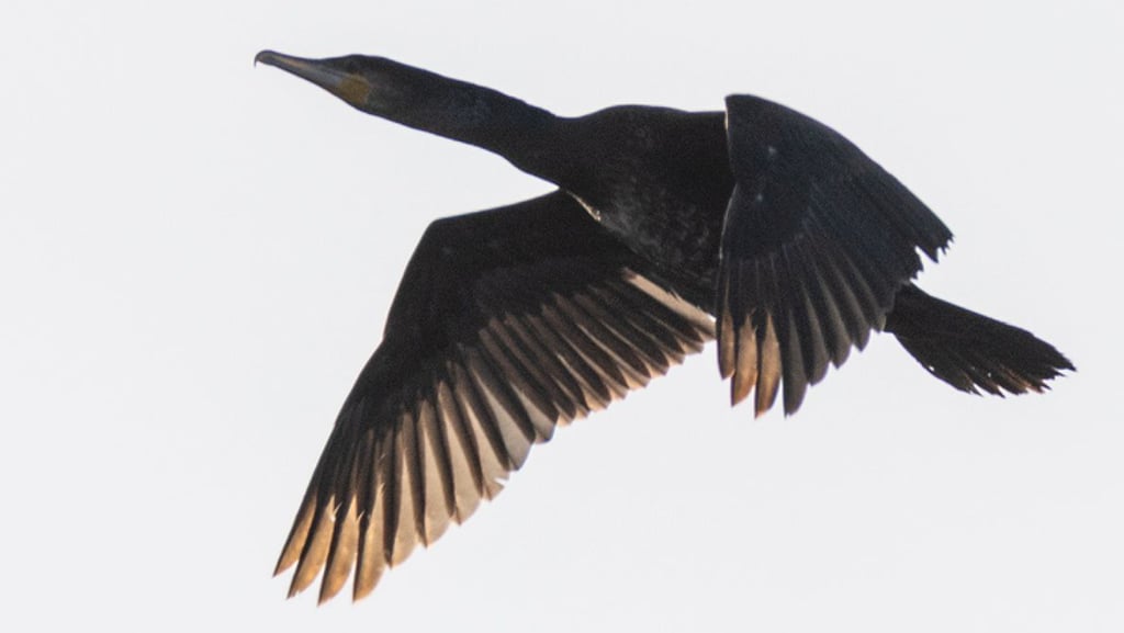 Ein Kormoran fliegt Anfang 2026 über den Forellenteich in Ilsenburg. 