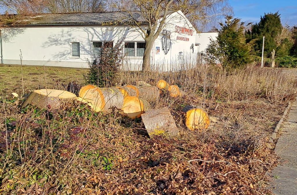 Anfang der Woche ist ein Kirschbaum am Freibad Oschersleben gefällt worden.