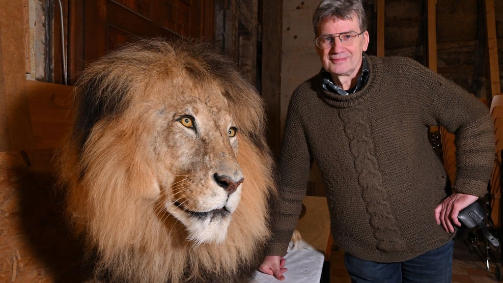 Das letzte Präparat von Mildner wird künftig im Katzenraum von „Tiere im Turm“ auf Schloss Friedenstein dauerhaft seinen Platz finden.