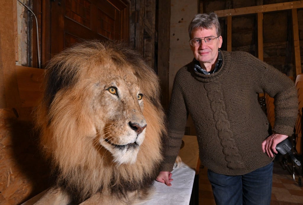 Das letzte Präparat von Mildner wird künftig im Katzenraum von „Tiere im Turm“ auf Schloss Friedenstein dauerhaft seinen Platz finden.