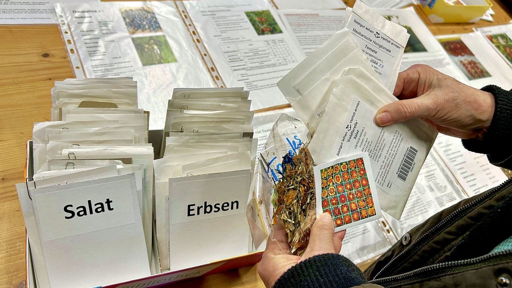 In der Saatgutbibliothek in Mücheln können sich Hobbygärtner Samen vorzugsweise alter Sorten ausleihen und sollen sie vermehren und am Ende des Jahres wiederum neue Samen zur Verfügung stellen.