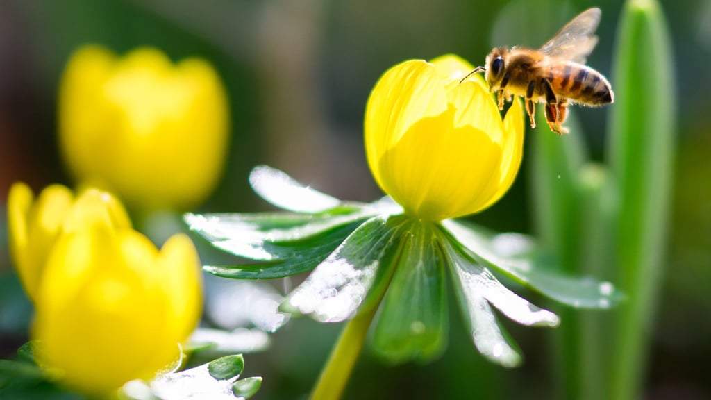 Das warme und sonnige Wetter löst Frühlingsgefühle aus.