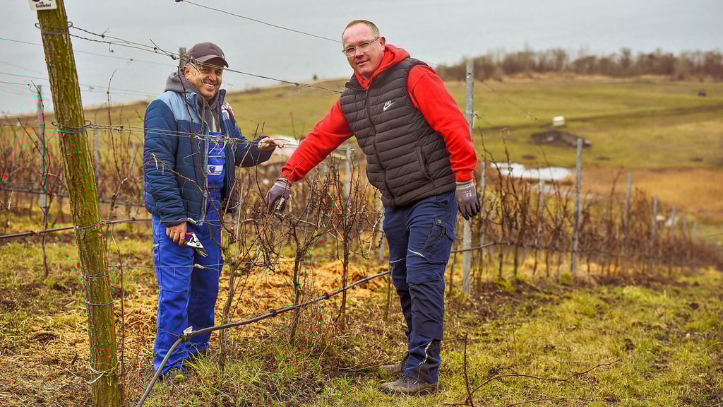 Eduart Shyti (l.) und Marcus Donner beschneiden  aktuell die Weinreben am Weinberg „Goldener Steiger“ hoch über dem Geiseltalsee.