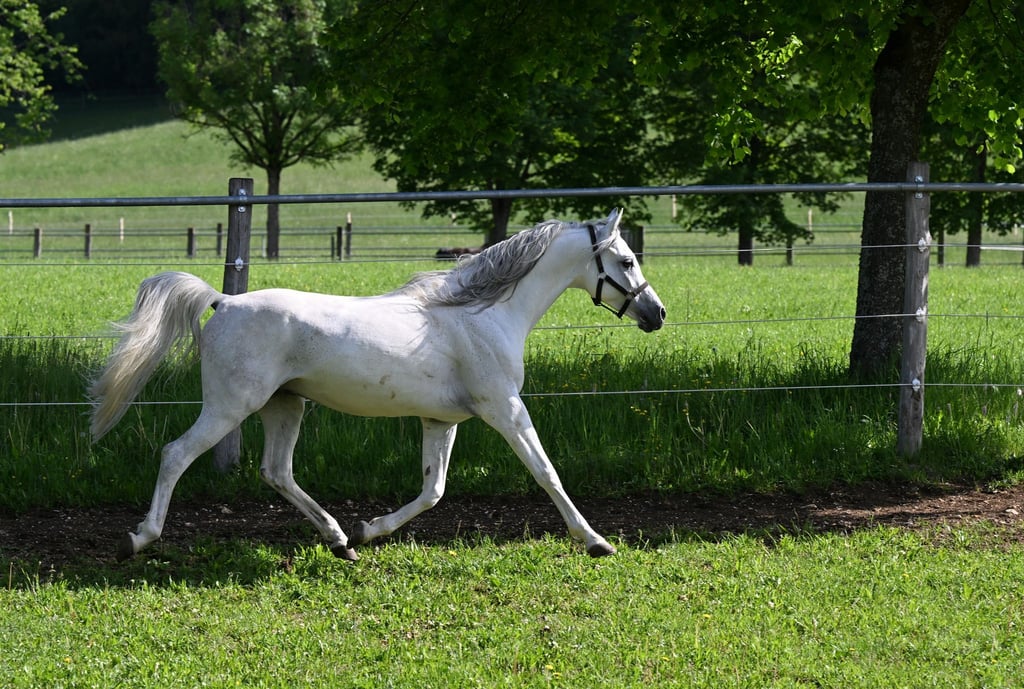 Ein Pferd ging in Radebeul unvermittelt durch. (Symbolbild)