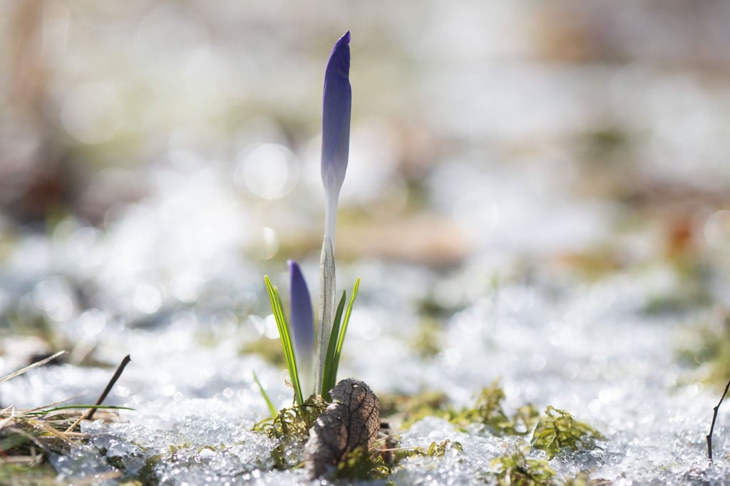 Der Winter war in Sachsen sonniger als üblich. (Archivbild)