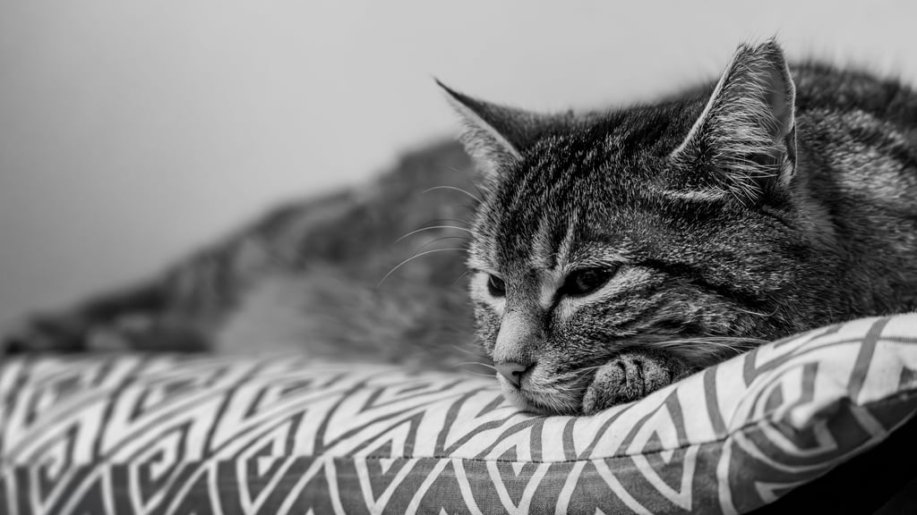 Die Gardelegener Fotofreunde mit dem Foto des Monats Februar zum Thema Alt: Hey, ich bin Sammy, stellt sich die betagte Katze von Mario Schmidt vor.