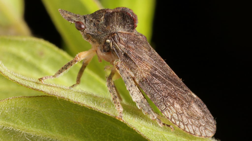 Gut getarnt ist dieser Mitbewohner in Halle zwar nicht auf Blättern, aber an Bäumen.