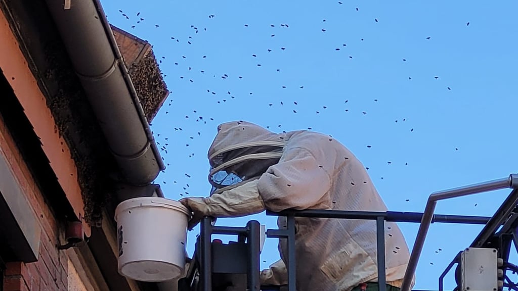 Mit Hilfe der Feuerwehr entfernt Imker Karl-Heinz Sperfeldt ein Nest in Burg. Müssen demnächst auch Nester der Asiatischen Hornisse beseitigt werden?
