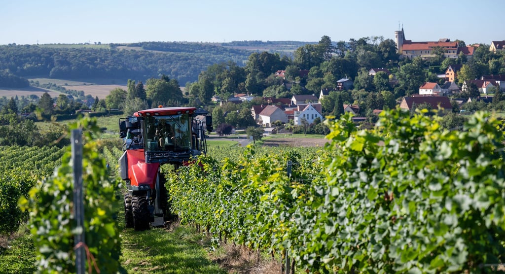 In der Winzervereinigung Freyburg-Unstrut sind rund 300 Winzerinnen und Winzer organisiert. (Archivbild)