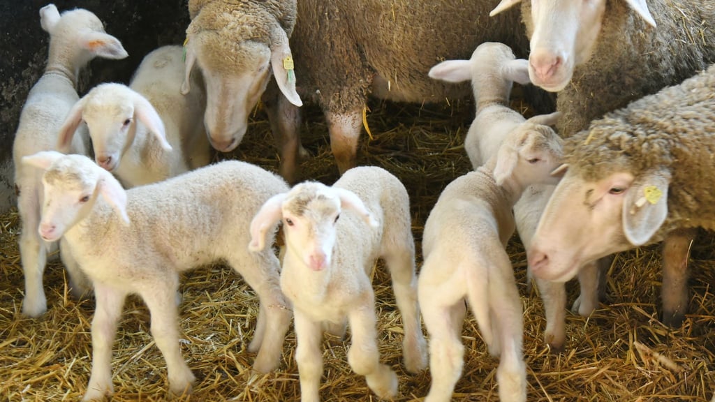 Die Zahl der Lämmer ist in Sachsen wieder gestiegen.