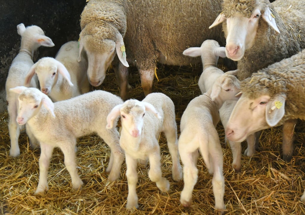 Die Zahl der Lämmer ist in Sachsen wieder gestiegen.