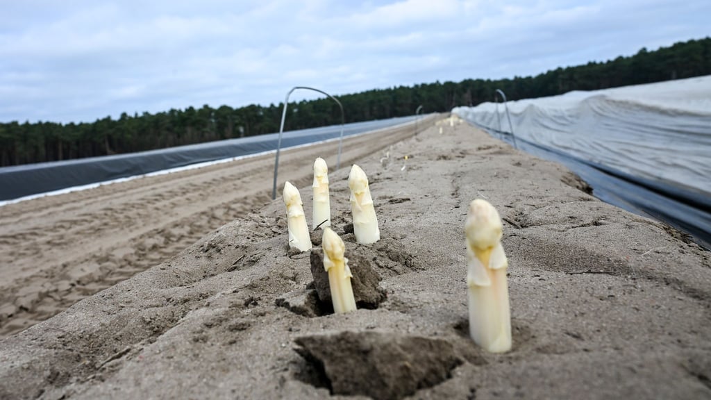 Ende März soll die Erntezeit für Beelitzer Spargel beginnen. (Archivbild)