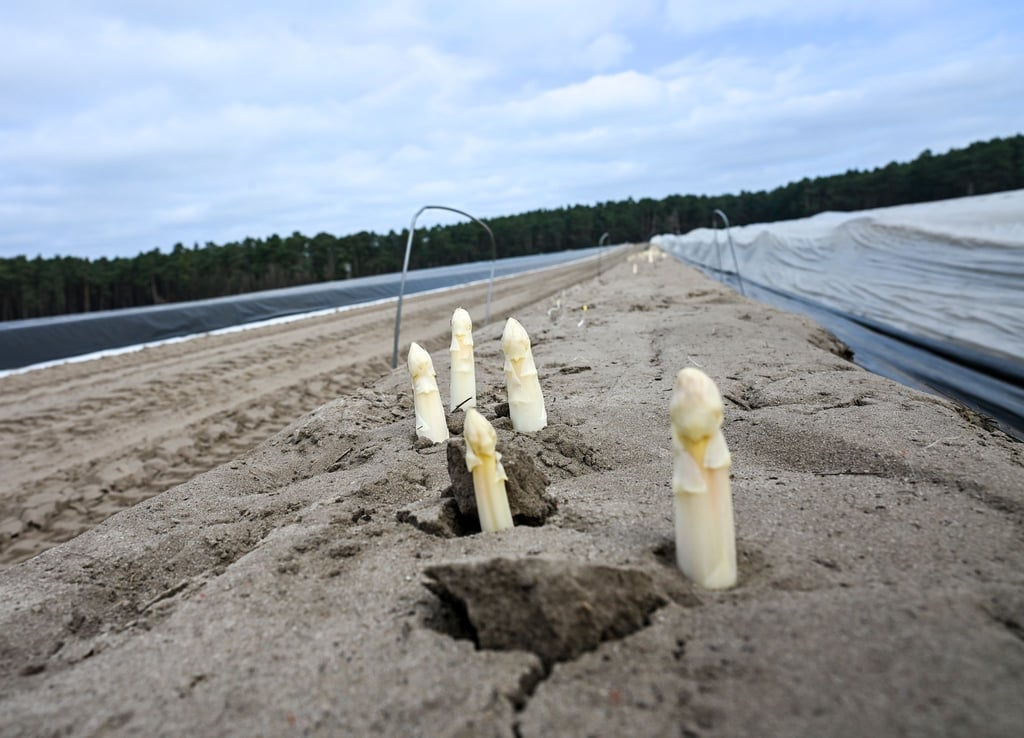 Ende März soll die Erntezeit für Beelitzer Spargel beginnen. (Archivbild)