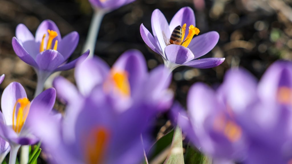 Es wird frühlingshaft in Sachsen-Anhalt. (Symbolbild)