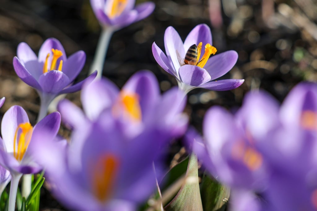 Es wird frühlingshaft in Sachsen-Anhalt. (Symbolbild)