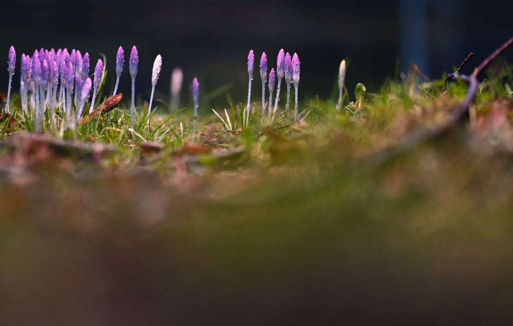 Die nun angenehmeren Temperaturen locken auch die Krokusse hervor.