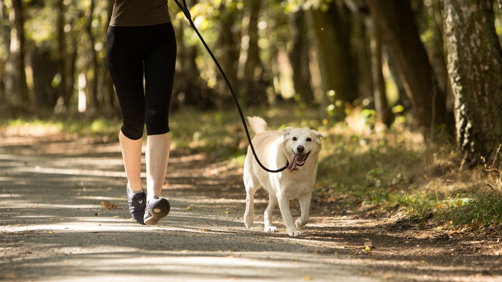 Hunde müssen ab Sonntag wieder angeleint werden. 