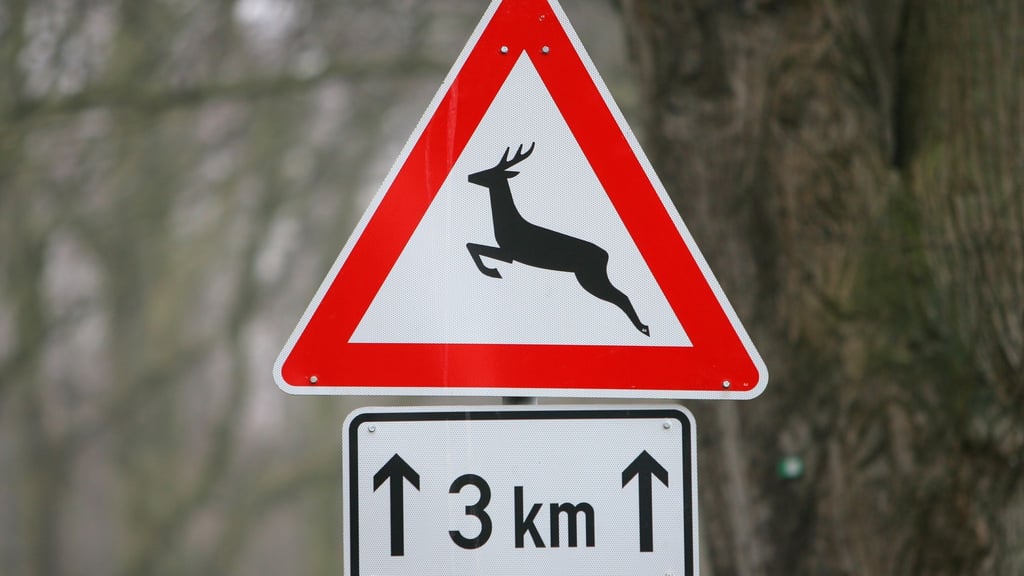 Ein Reh ist bei dem Unfall in Garbsen verendet. (Symbolbild)
