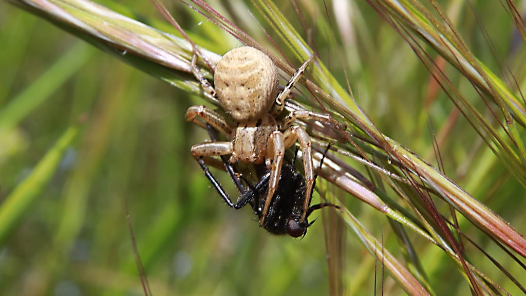 Attacke! Wenn dieser Mitbewohner auf Beutejagd geht, ist er unerbittlich.