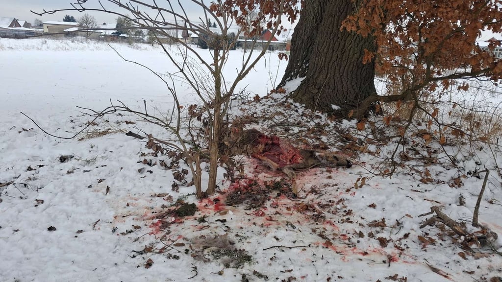 Die Reste des Rehs fanden Anwohner unter einem Baum. Das Landesamt für Umweltschutz bestätigt einen Wolfsriss nicht.