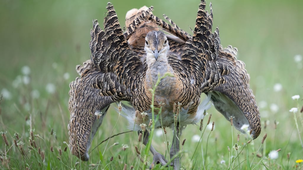 Die Großtrappe ist in Deutschland stark gefährdet. Nun gibt es gute Nachrichten und Rekorde für die Art im Jerichower Land.