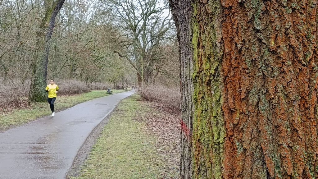 Zahlreiche Bäume im Stadtpark Rothehorn in Magdeburg weisen eine auffallend rostrote Verfärbung auf. 