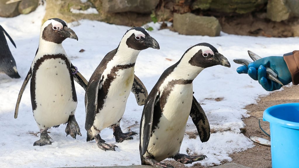 Die Ausgaben der Kommunen für Zoos und botanische Gärten sind zuletzt deutlich gestiegen. (Symbolbild)