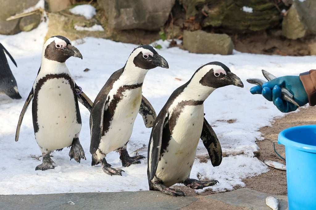 Die Ausgaben der Kommunen für Zoos und botanische Gärten sind zuletzt deutlich gestiegen. (Symbolbild)