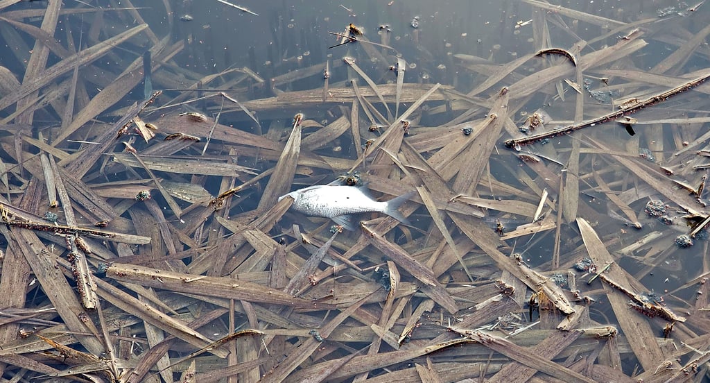 Einige Anwohner sahen am Wochenende  tote Fische im Stadtgraben treiben. 