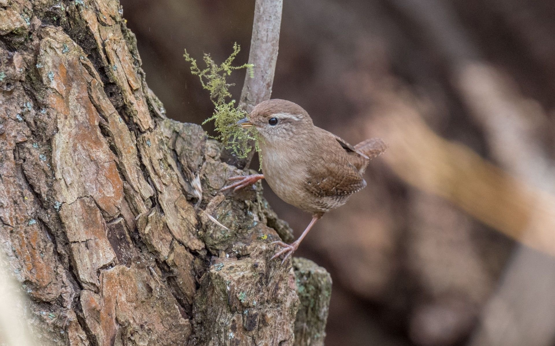 Unmut über Baumfällungen: Vorschlag von Naturschützer: Artenschutzfachmann in Halberstadt?