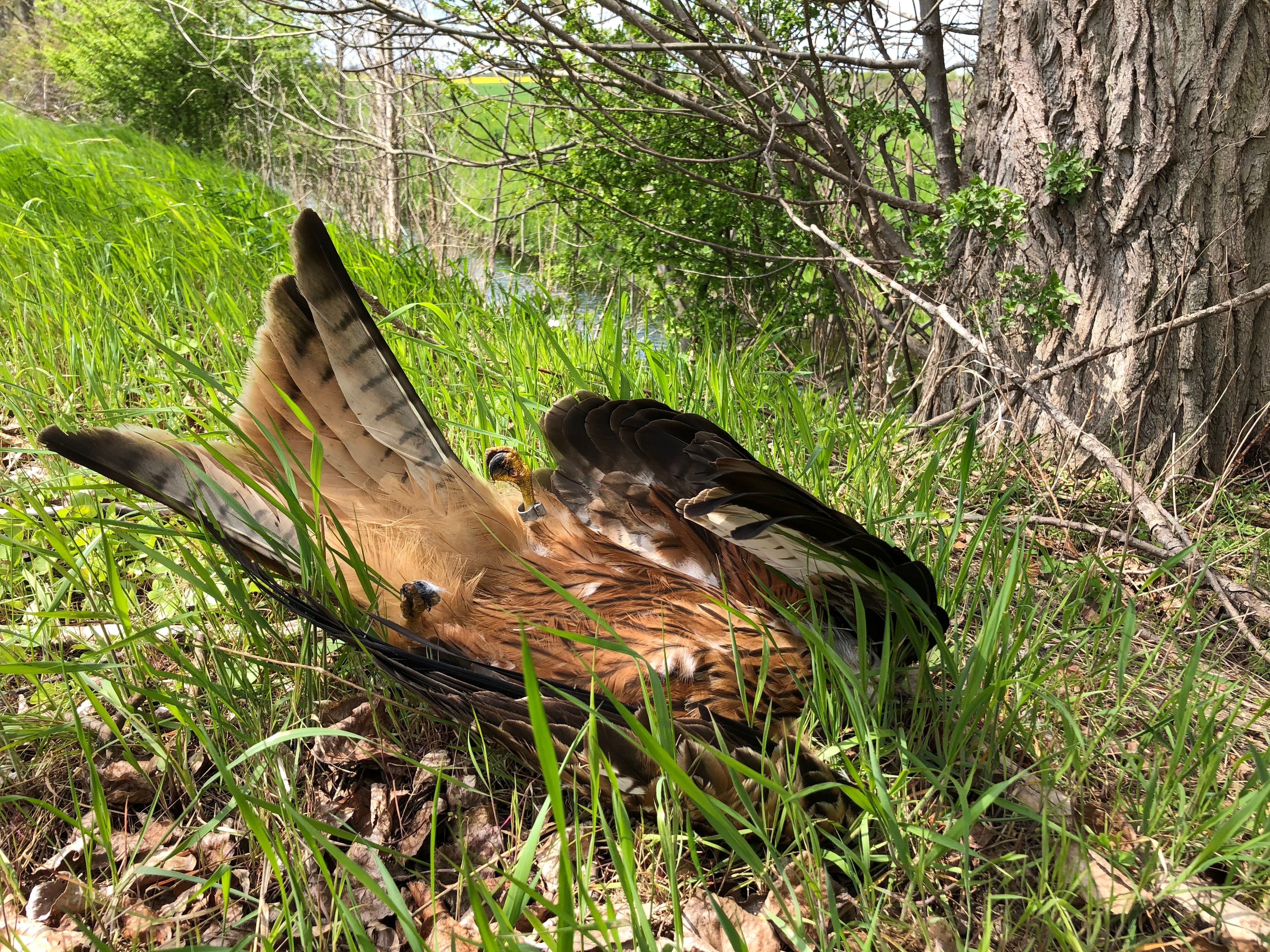 Naturschutz im Harz: Im Harz wird dem Rotmilan illegal nachgestellt