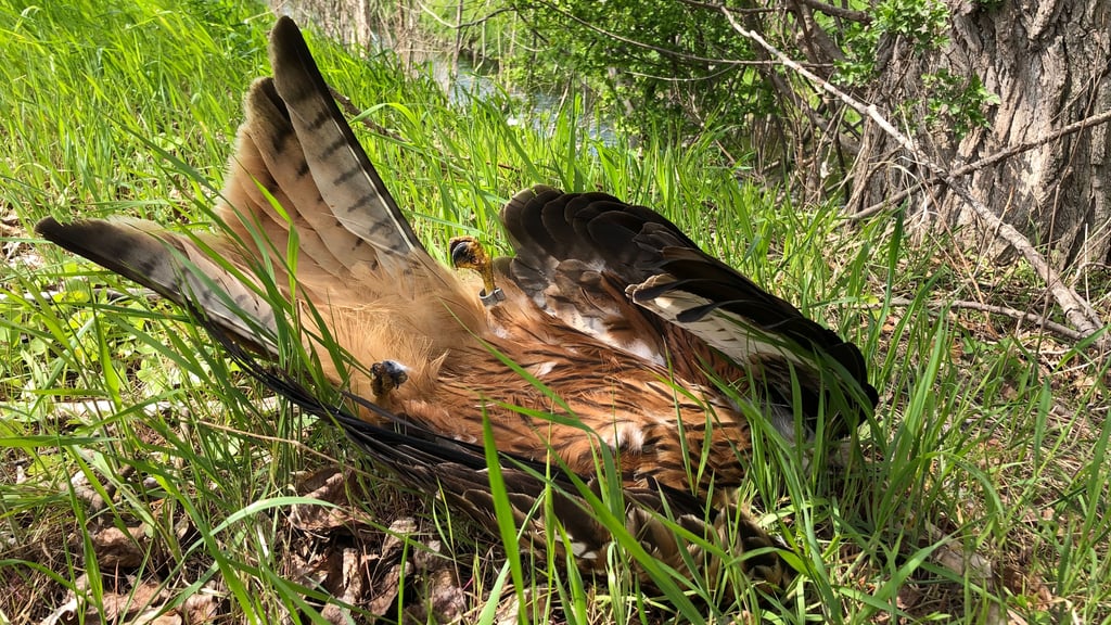 Ein toter Rotmilan. Das beringte Tier ist vergiftet worden.